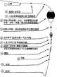 夏天大棚钓鱼技巧