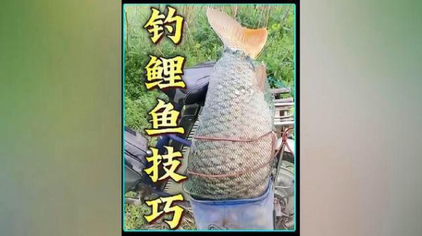 钓鱼技巧鲤鱼漂相视频