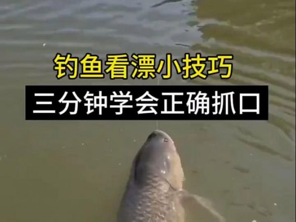 实战钓鱼看漂技巧视频