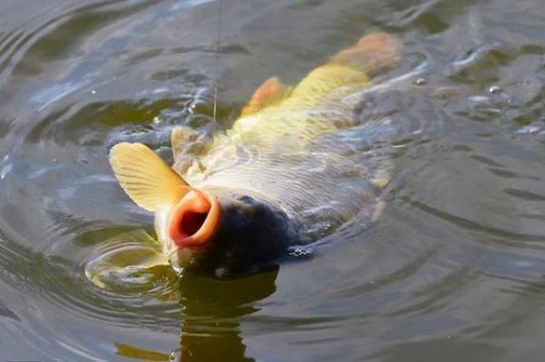 夏季草鱼开口时间的研究：习性、水温与季节的影响