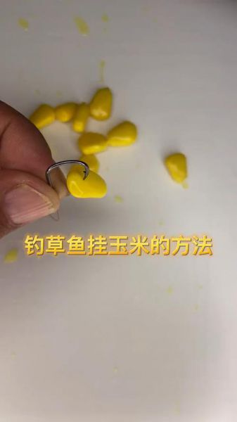 如何利用新鲜玉米成功钓获草鱼