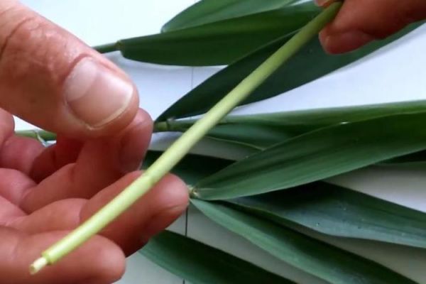 利用芦苇叶制作钓饵：高效捕捉草鱼挂钩技巧