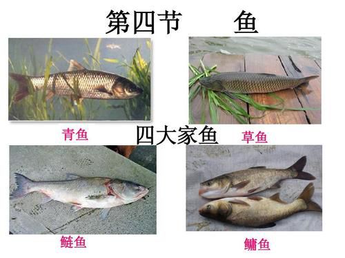 后子鱼与草鱼的区别：深入了解两种鱼的特点与差异