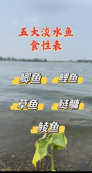 什么饵料什么鱼都吃