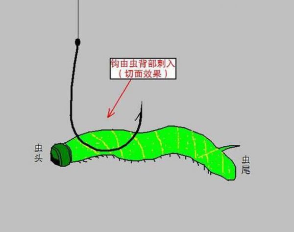 大形水库冬钓鲶鱼枝巧