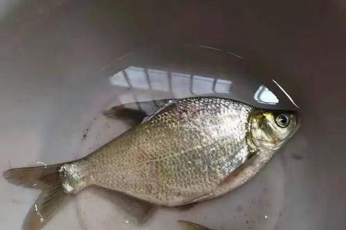 野河钓鳊钓点饵料钓法