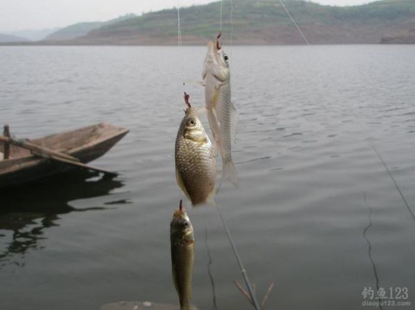 千岛湖冬钓鲫鱼安阳