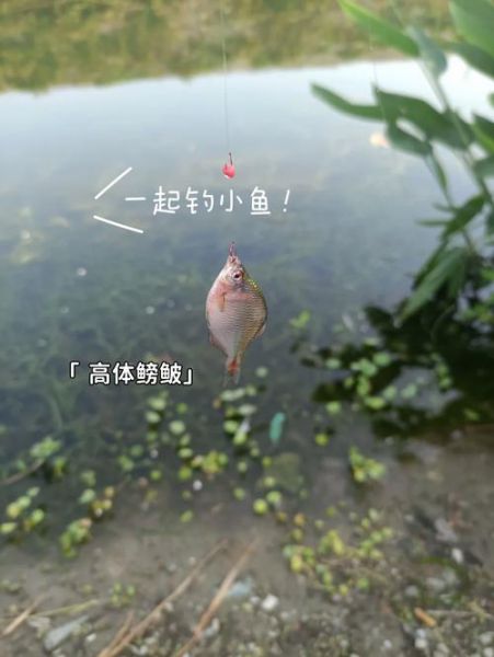 饵料抛到水里就脱钩了