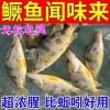 钓鳌花鱼用什么饵料