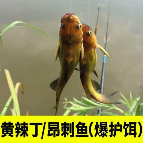 黄河钓鱼挂什么饵料