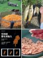 秋季钓青鱼用什么饵料