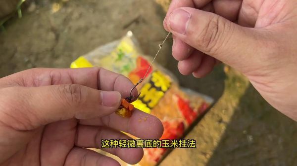 冬钓草鱼打玉米可以吗