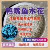 钓鸭嘴鲟鱼用什么饵料