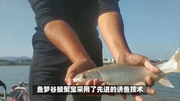 长江鳗鱼用什么饵料钓