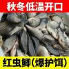 浙江用什么饵料钓鲫鱼