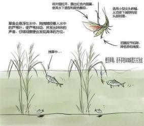 蚂蚱钓草鱼的挂钩方法 蚂蚱可以钓什么鱼