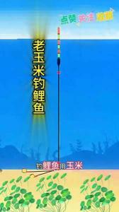 玉米野钓鲤鱼调漂方法 钓草鱼玉米制作方法