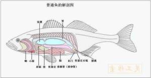 草鱼分层位置详解