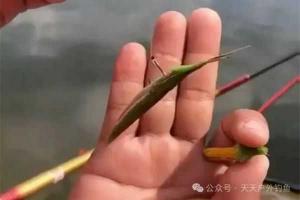 10斤以上大草鱼价格 钓草鱼最顶级的绝杀饵