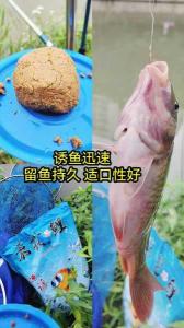 钓鲤鱼草鱼用什么饵料最好 鲤鱼草鱼怎么钓