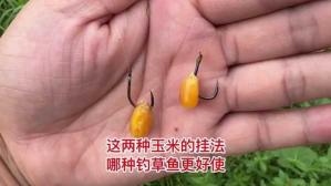 钓草鱼用的玉米怎么弄 钓草鱼用什么玉米效果最好