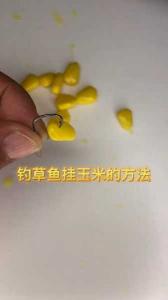 晚上使用玉米钓草鱼的技巧与策略