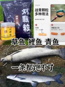 鲤鱼吃玉米视频 钓鲤鱼草鱼的最佳配料