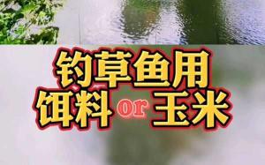 草鱼玉米钓法遭遇不开口问题解析及应对策略