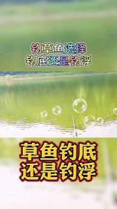 野钓草鱼钓底还是钓浮 草鱼晚上好钓还是白天好钓