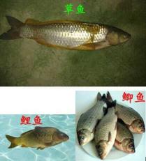 鲤鱼、草鱼、鲶鱼的食性与饮食习惯研究