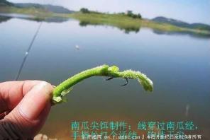 南瓜花钓草鱼挂钩图片 草鱼种类图片大全